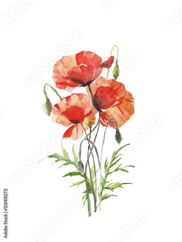 Flowers red poppies spring flower bunch watercolor painting illustration isolated on white background