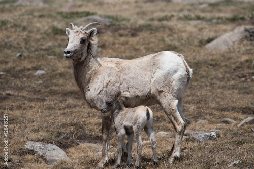 Big Horn Sheep ewe and kid on Mount Evans