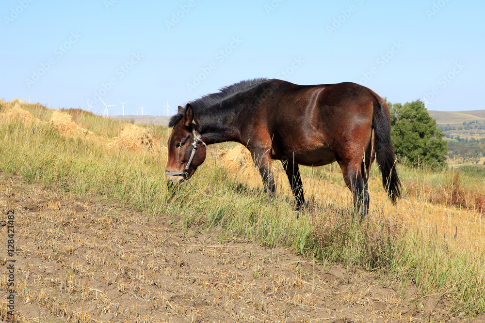 Fototapeta premium The grasslands of a horse in the autumn