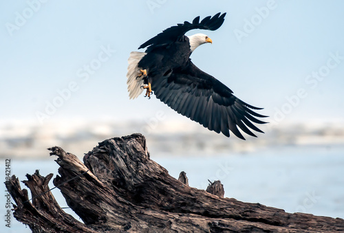 A Bald Eagle adult lifts off from drift wood at Copalis Beach on the Washington coast. photo