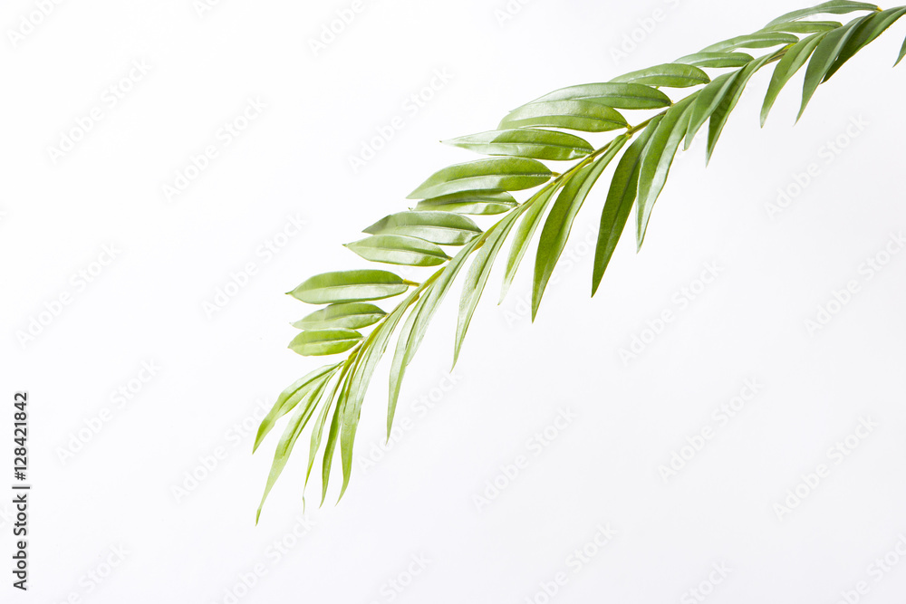 Fototapeta premium 南国の葉