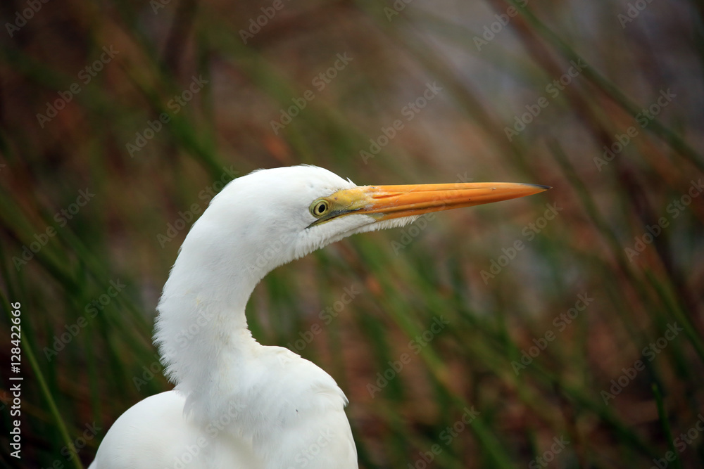 Egret Egret