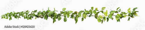 Fotografia vine plants isolate on white background, clipping path included.