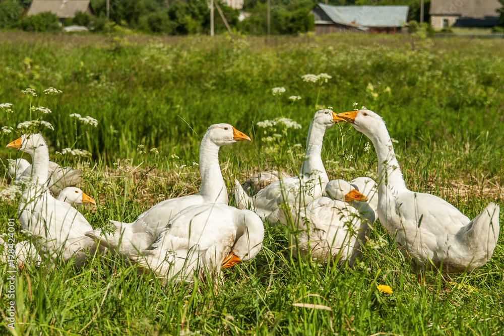 Obraz premium geese promenaders in a meadow