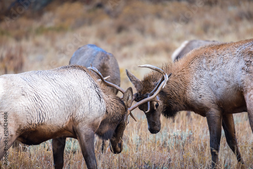 Two young bull elk spar with each other