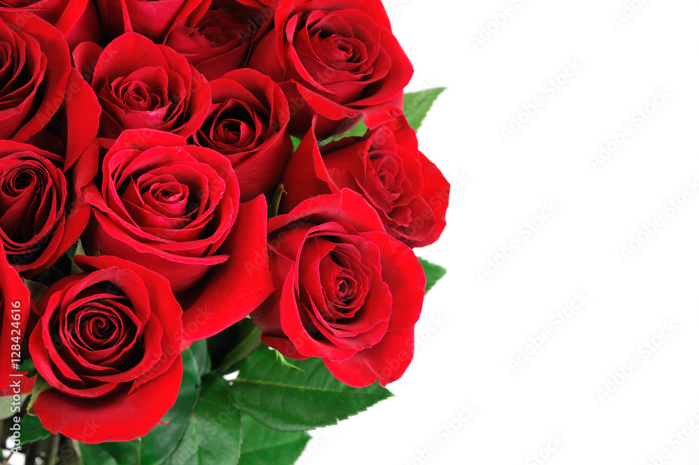Obraz premium red rose background