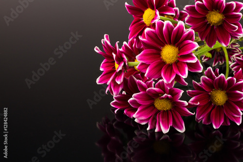 red chrysanthemum