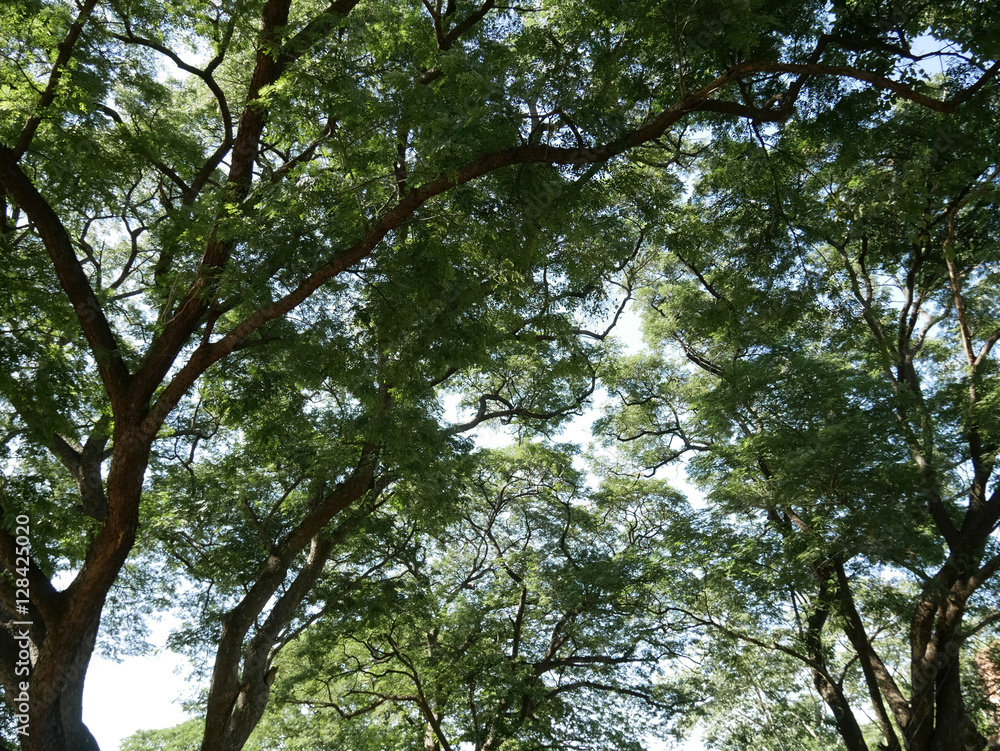 Green Tree branches nature in the daytime sky Green Tree branches nature in the daytime sky