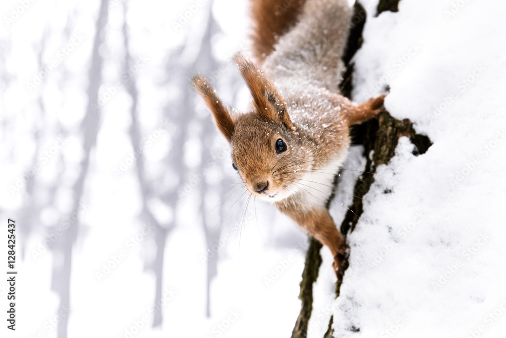 young little squirrel sitting on the snowy tree trunk and looking in camera, closeup view young little squirrel sitting on the snowy tree trunk and looking in camera, closeup view
