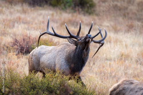 Tableau sur toile A mature bull elk tests the air