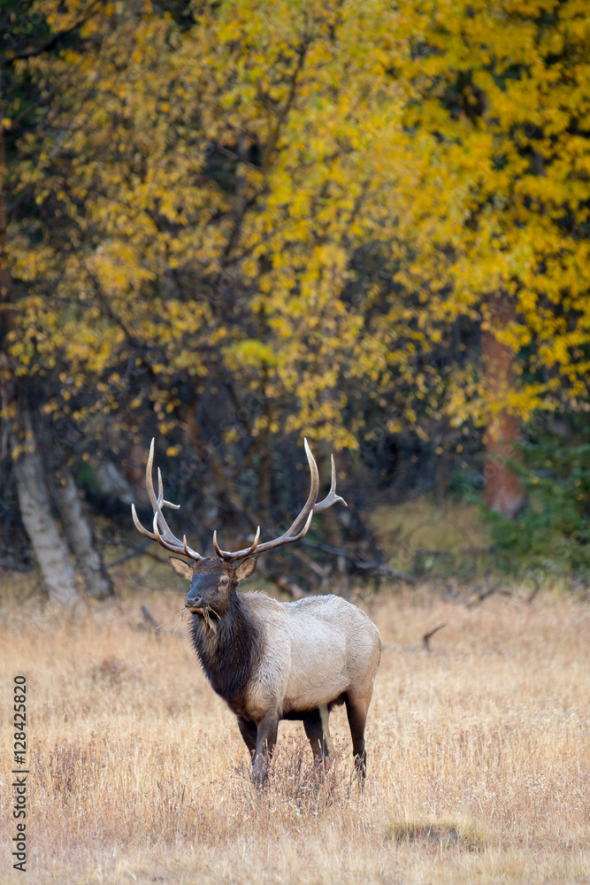 Fototapeta premium A bull elk emerges from the forest