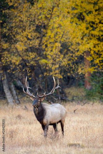 A bull elk emerges from the forest