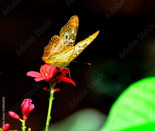 Photography Gold butterfly lit on flower