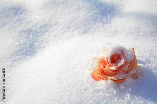 rose in the cold