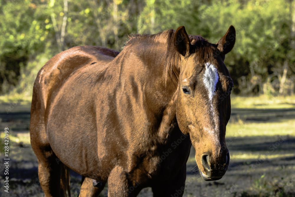 Fototapeta premium Brown gelding horse from chest up