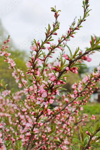 цветущая слива, весенний сад © tairalist