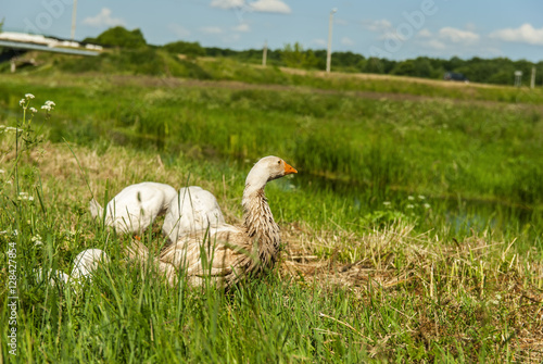 geese promenaders in a meadow photo