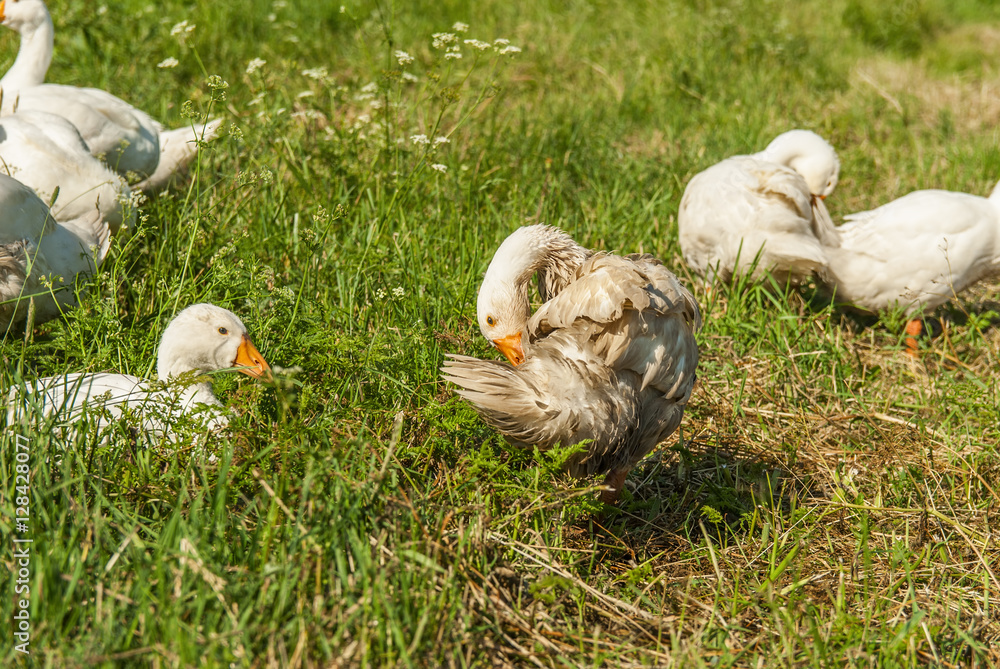 geese promenaders in a meadow