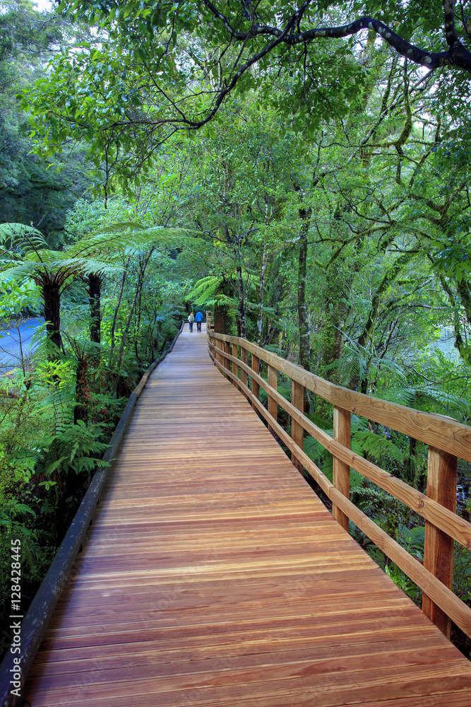 walking path in milfordsound fiordland national park new zealand walking path in milfordsound fiordland national park new zealand