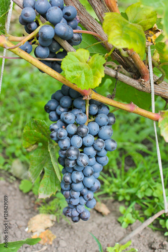 гроздь винограда, виноградная лоза, осенний урожай 