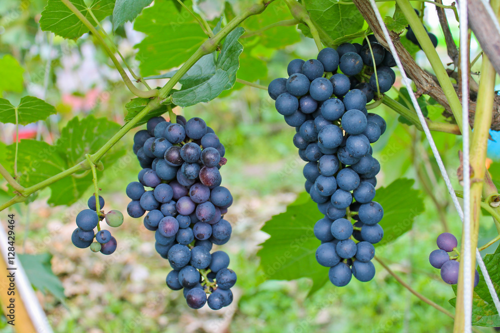 гроздь винограда, виноградная лоза, осенний урожай
