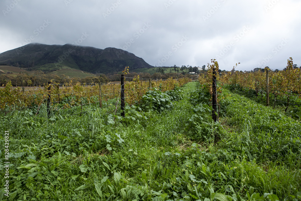 Obraz premium Wine yard with clouds
