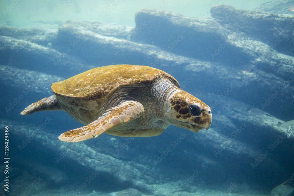 Obraz premium Sea turtle swimming in ocean