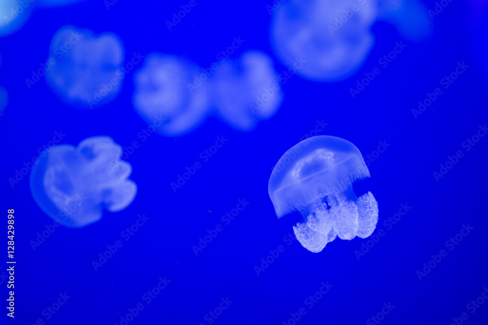 Jelly fish Jelly fish