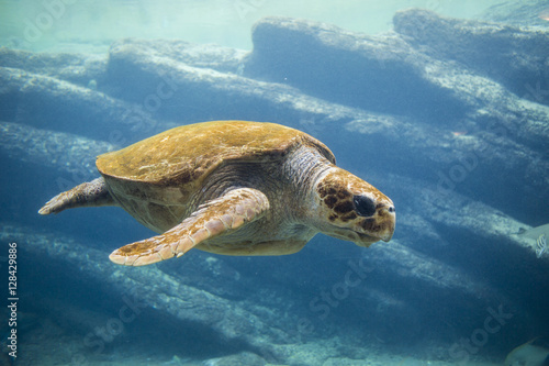Sea turtle swimming in ocean