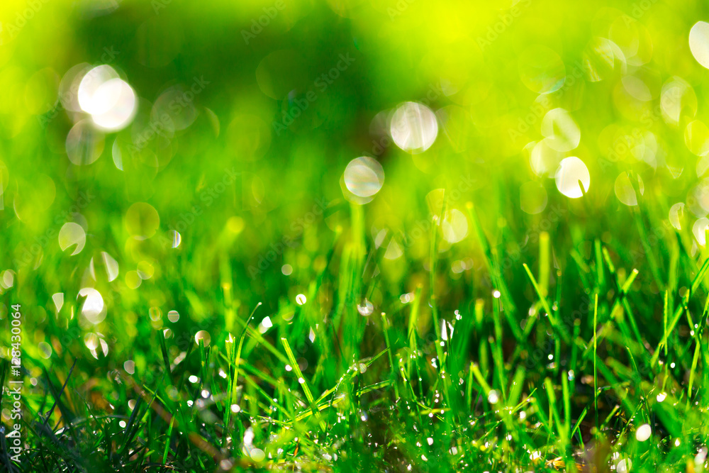 Grass background with water drops, very shallow depth of field