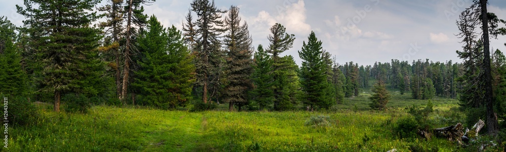 Naklejka premium coniferous forest in Siberia
