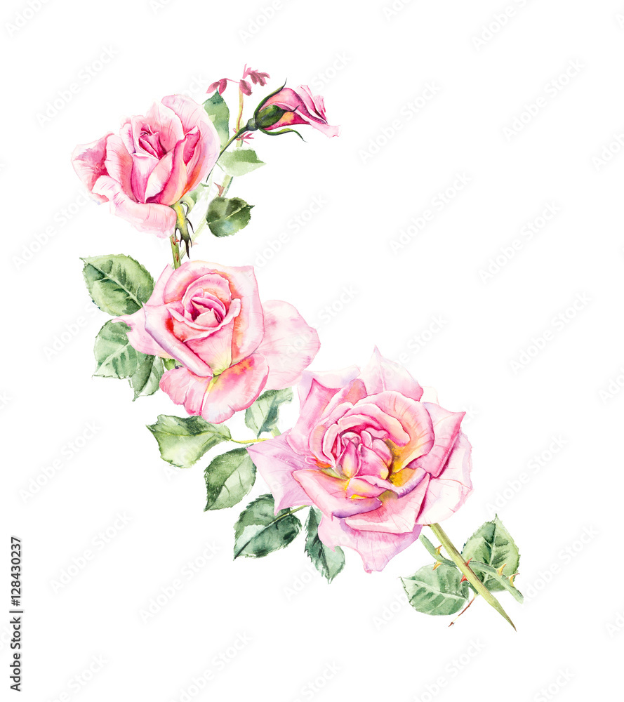Rosebush. Pattern from pink rose. Wedding drawings. Watercolor painting. Greeting cards. Rose background, watercolor composition. Flower backdrop. 