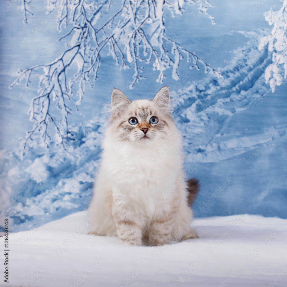 Siberian kitten on winter nature in snow