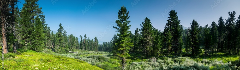 mountains and coniferous forest