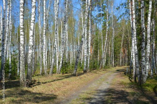 Spring in the birch forest