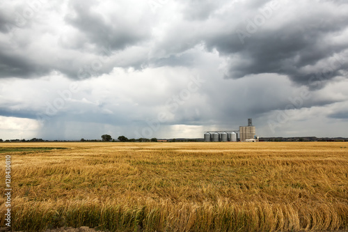 Wheat fields and grain elevator in Sidney, Montana during a rain storm on a summer day. © harmantasdc