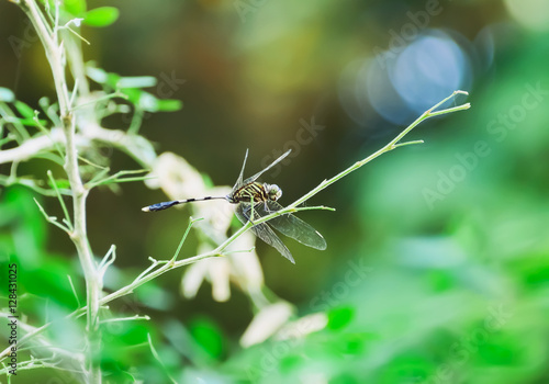 dragonfly © saodaeng
