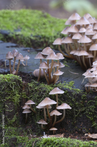 Mushrooms (Mycena inclinata) on a stump