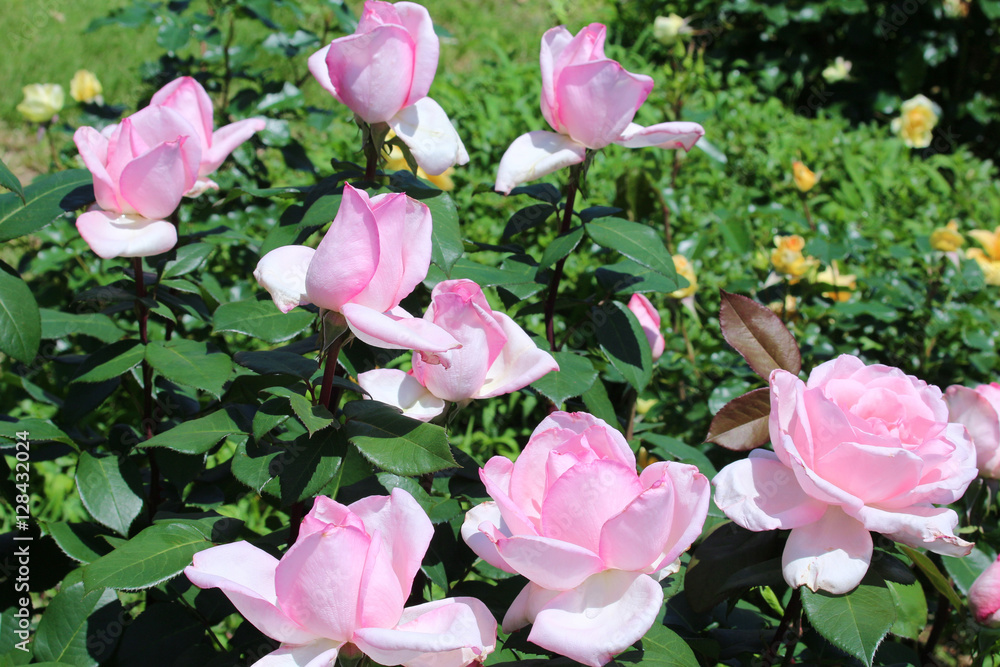 Fototapeta premium バラ バイオリーナ