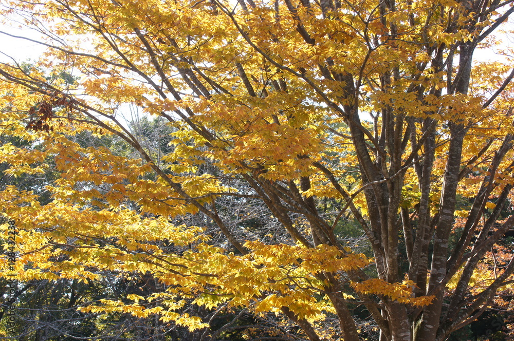 Fototapeta premium ケヤキの紅葉