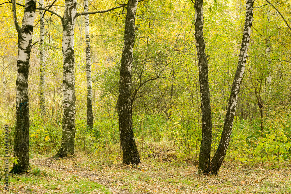 Fototapeta premium Birch Trees in Autumn Park