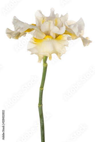 Fototapeta Naklejka Na Ścianę i Meble -  iris