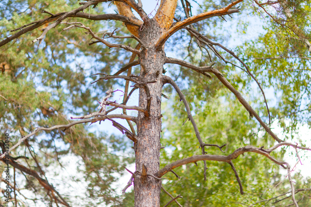 Obraz premium Pine