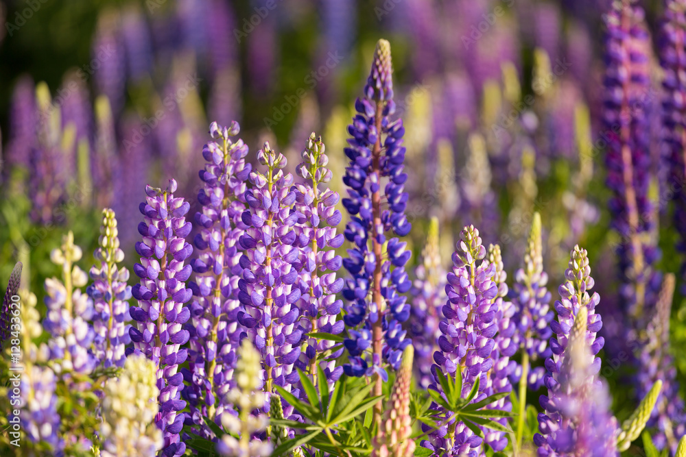 Fototapeta premium Beautiful lupine flower in Lake Tekapo, New Zealand