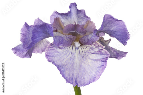 Fototapeta Naklejka Na Ścianę i Meble -  iris