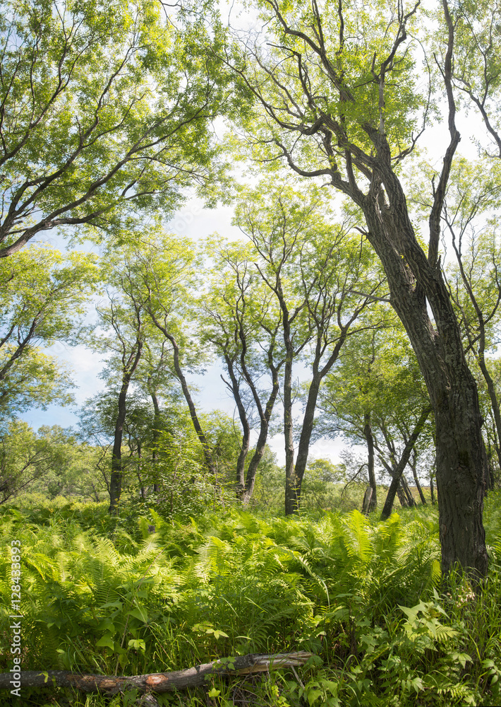 Tropical jungle on the banks of the sacred lake. Tropical jungle on the banks of the sacred lake.