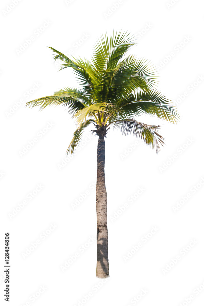 Obraz premium Asian trees isolate on white backgrond 