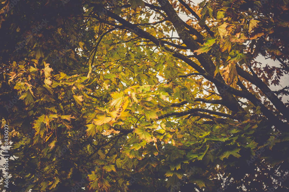 Fall Maple Leaves on Branches Retro