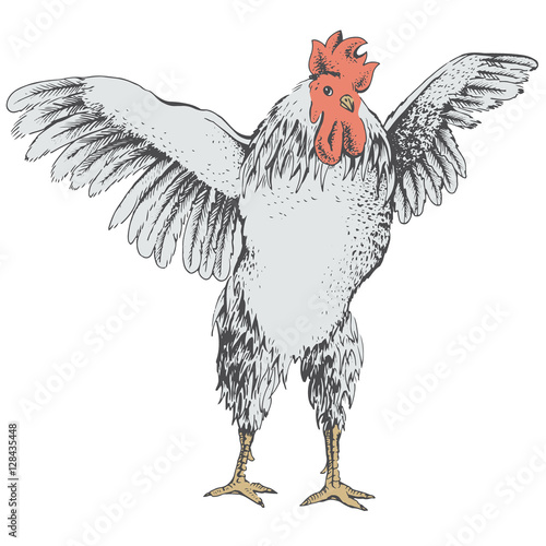 front rooster sketch