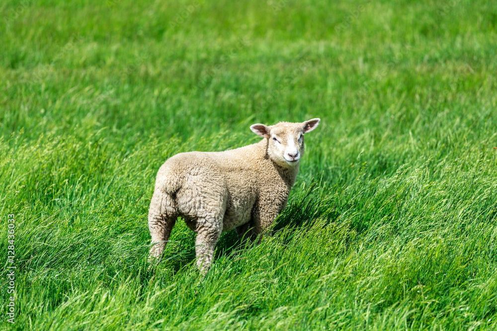 Obraz premium Sheep with green grass in New Zealand